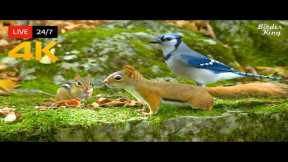 🔴 24/7 LIVE: Cat TV for Cats to Watch 😺 Birds, Chipmunks, Squirrels in the Forest 4K Cat Games