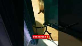 The Best Reaction: Dog Scared of Boo #dog #pets #animals #animalshorts #cutepets #cutedogs #scary