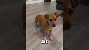 Basic dog obedience commands #dog