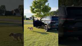Teddy teaches the puppy to drive…😅