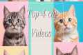 Top 4 Cat Videos You Need to See!