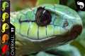 Boomslang, The Best Pet Snake?