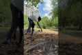 Trained dogs train dogs