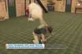 Dog training tips and tricks