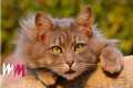 Top 10 Funny Tricks to Teach Your Cat