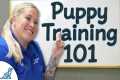 Your Ultimate Step-By-Step Puppy