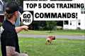 Master These 5 Commands and Change