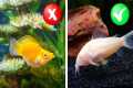 My Honest Review of 10 Beginner Fish