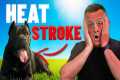 WARNING: 3 Deadly Signs of Heat
