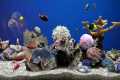 Dream Aquarium  Fish Tank | No Music