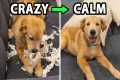 Do This Every Day For A Calm Golden