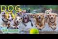 DOG TV: Video All Day Relax &