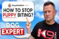 Expert Dog Trainer Answers Your Dog