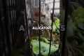 Buying $100 of ILLEGAL Animals From
