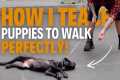 How To Train Your Puppy To WALK