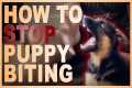 How to Easily Teach Your Puppy To