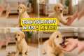 Train your puppy in just 5 minutes!