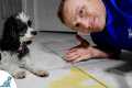 5 Puppy House Training Tips Every