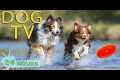 DOG TV: Video All-Day Fun & Happy 