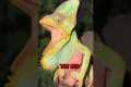 Catching Chameleons in Florida