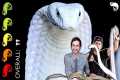 King Cobra, The Best Pet Snake? The