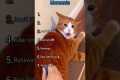 Best Cat Prank Moments!