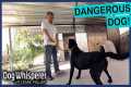Family Dog Must Be Caged for