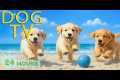 DOG TV: Best Videos to Entertain Dogs 