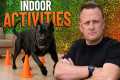 TOP 5 Indoor Activities Your Dog Will 