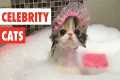 Celebrity Cats | Funny Pet Video