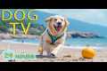 DOG TV: Anti-Anxiety Videos for Dogs