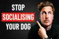 I Wish Every Dog Owner Knew THIS