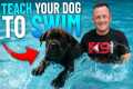How To Teach Your Puppy to Swim in 5