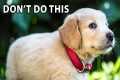10 Mistakes First-Time Golden