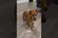 Basic dog obedience commands #dog
