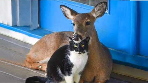 Cat’s First Time Exploring Nature 🐱 Funny Cats Videos 2025