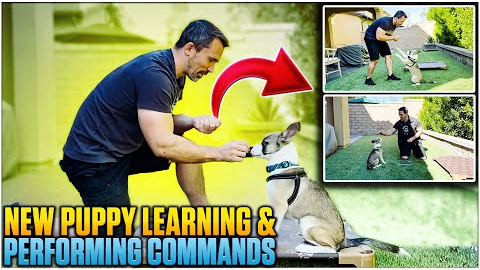 Puppy Training Made Easy: Fun and Effective Techniques