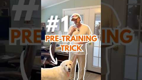 The One Thing I Do Before Every Dog Training Session That Works