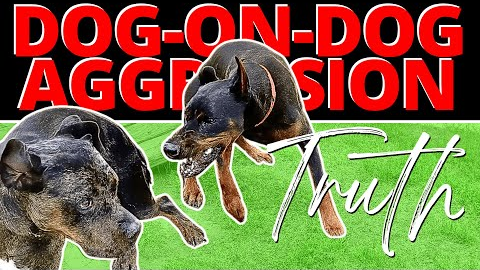 This Dog was Out of Control - Until One Correction Changed Everything