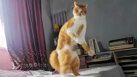 Default cat behavior 😹 Funny Cats Videos 2025