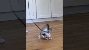 Gary’s first day of harness training 😂