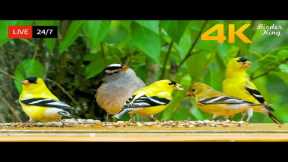 🔴 24/7 LIVE: Cat TV for Cats to Watch 😺 Cute Little Birds Squirrels 4K Cat Games