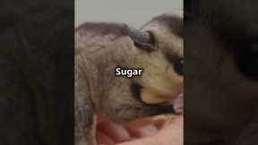 You Won't Believe These 5 EXOTIC Pets You Can Own