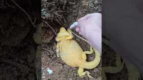 Goodbye! My Bearded Dragon. #reptiles #beardeddragon #iguana #lizardskinpeeling #pets
