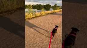 Big Gz Puppy Dog Weekend Work