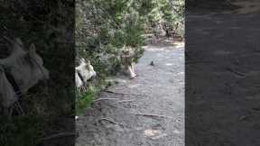 Goldendoodle Recall Training 🐾 Oscar Ignores Distractions