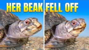 Turtle Who Lived on a Kitchen Floor for 50 Years Lost Her Beak! Rockalina’s Shocking Recovery Twist