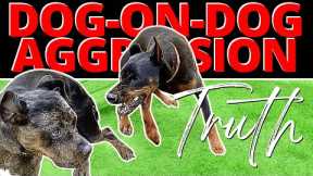 This Dog was Out of Control - Until One Correction Changed Everything
