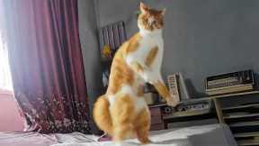 Default cat behavior 😹 Funny Cats Videos 2025