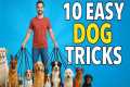Dog Tricks ANYONE Can Teach at Home